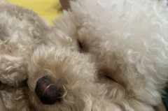 申花队连胜之路：挑战者众，谁能截住申花连胜潮？